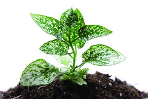 不同阶段的分布式存储策略选择